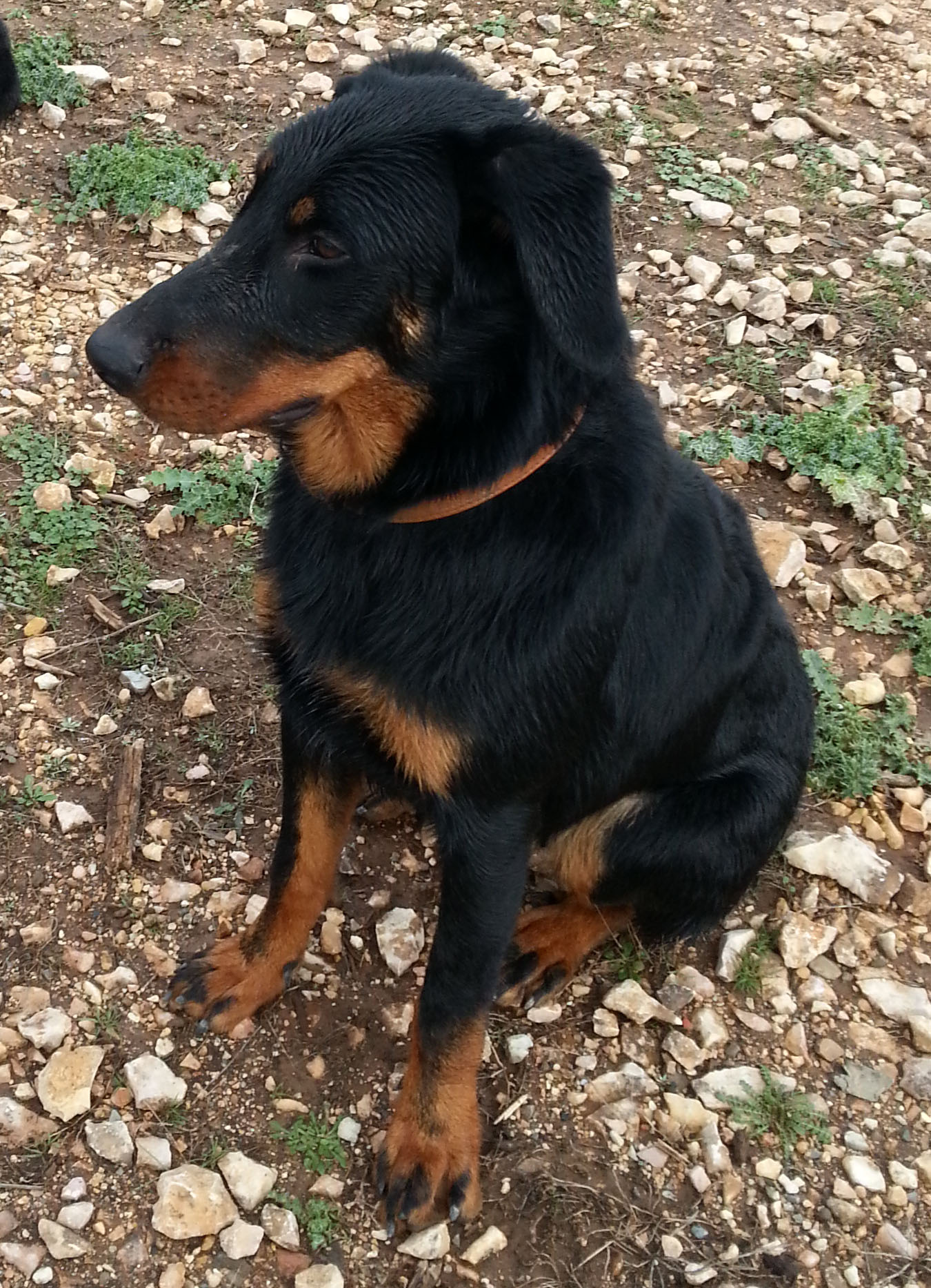 domaine de la licorne chiot de qualité sérieux et suivi isabelle chaize 06 11 20 51 93